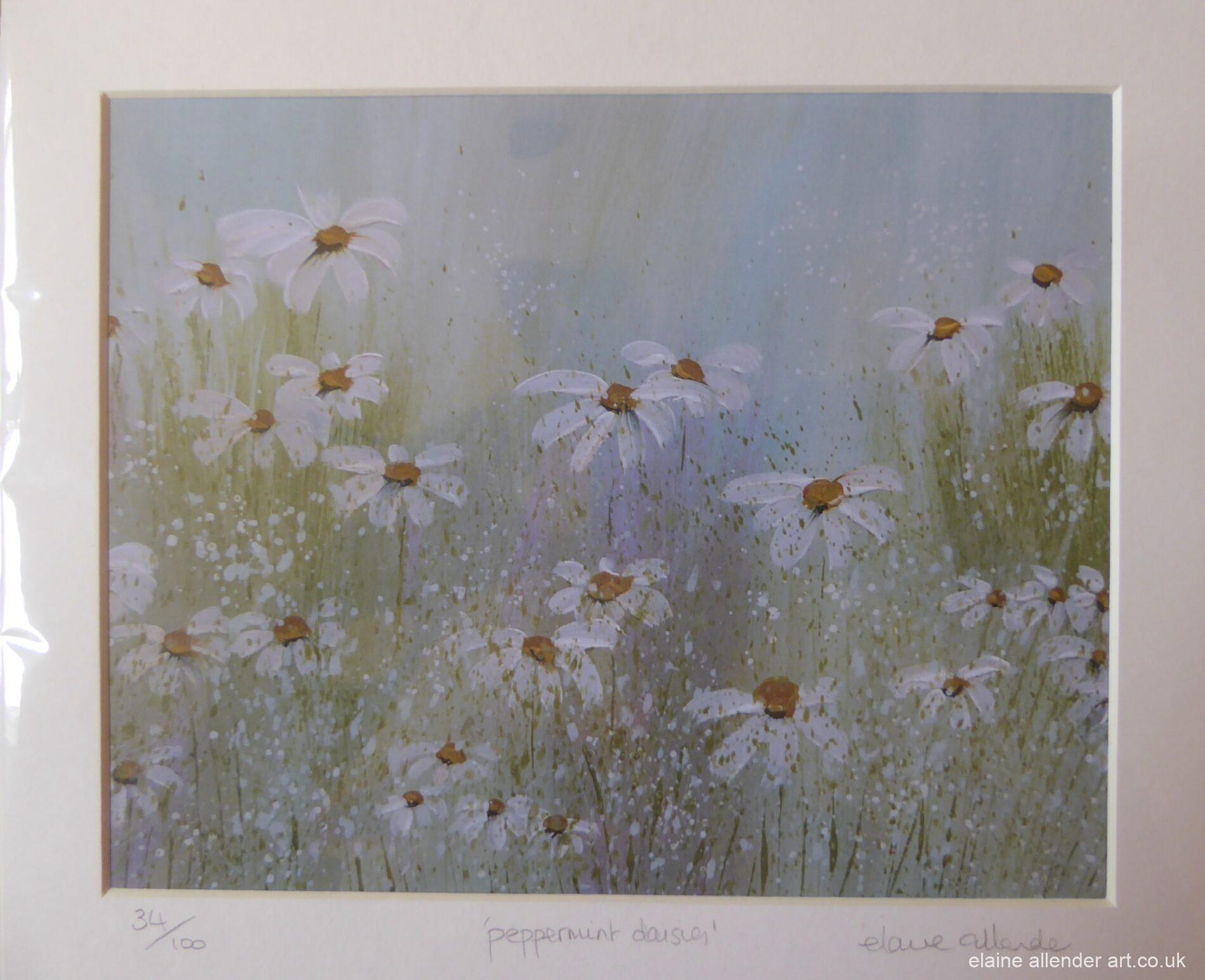 Peppermint Daisies